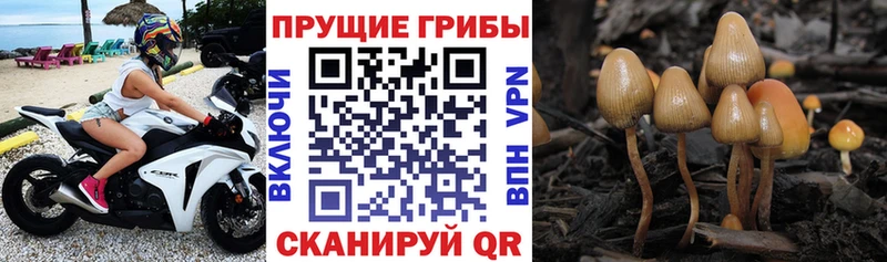 Псилоцибиновые грибы Psilocybine cubensis  Чусовой 